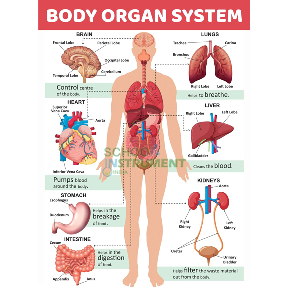 Human Physiology Charts